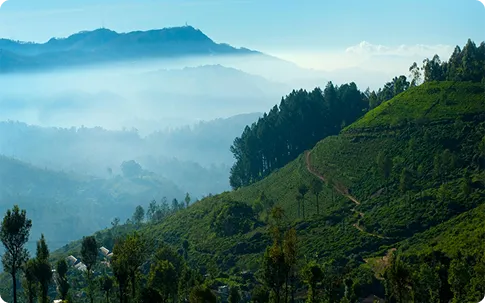 Hillside View